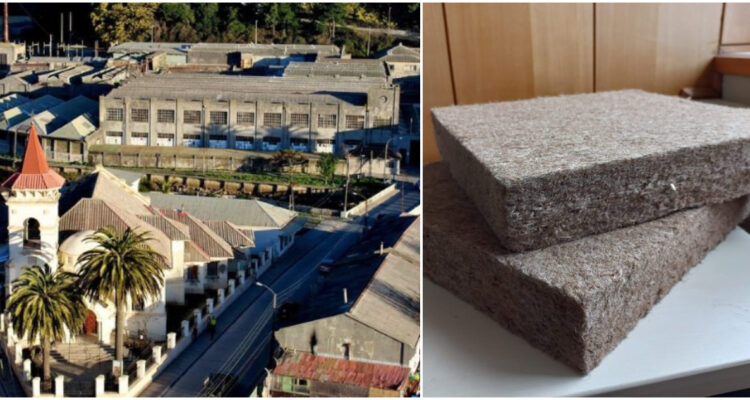 Empresa chilena halló en eucalipto la base para aislante verde y trabajará en icónica planta de Tomé