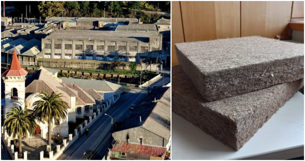 Empresa chilena halló en eucalipto la base para aislante verde y trabajará en icónica planta de Tomé