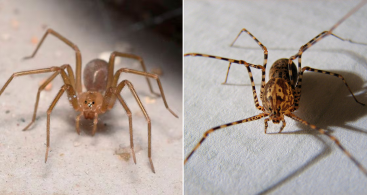 Araña de Rincón y Araña Tigre