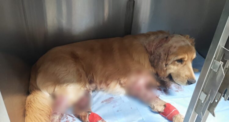 Denuncian que pitbulls mataron a mascota en patio de casa