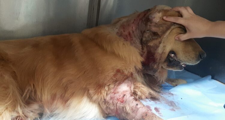 Mascota muere tras ataque de perros pitbull en Reñaca Alto