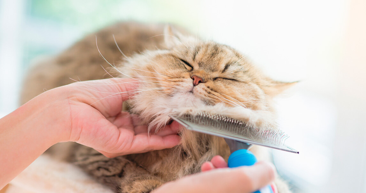 Ronroneos podrían ayudar al sistema cardíaco: conoce los beneficios de tener gatos