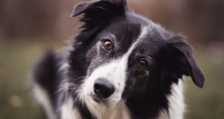 Test de inteligencia en perros reveló cual es la raza más torpe: los más listos son los Border Collie