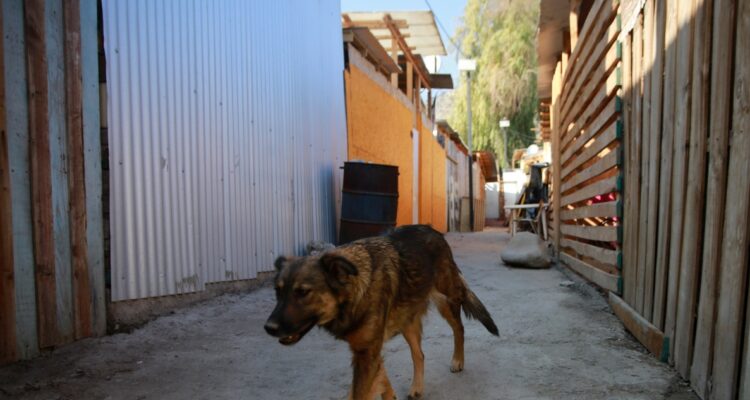 PIDEN A MUNICIPIO DE VALDIVIA DEVOLVER RECURSOS DE CONVENIO PARA BARRIO TRANSITORIO