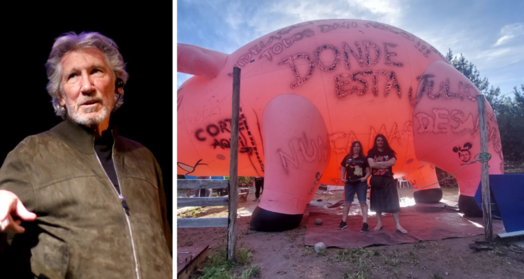 “Cuando los chanchos vuelen”: Penquistas piden ayuda a Roger Waters para llevar cerdo Algie a Londres