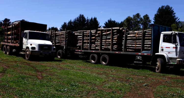 Condenan a 10 integrantes de organización dedicada al robo de madera en Collipulli