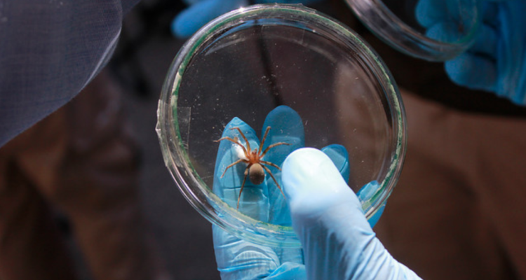 El actuar negligente en la atención brindada a la demandante, quien concurrió al centro asistencial tras haber sido mordida por una araña de rincón, sin que se adoptaran las medidas de urgencia que el caso requería.