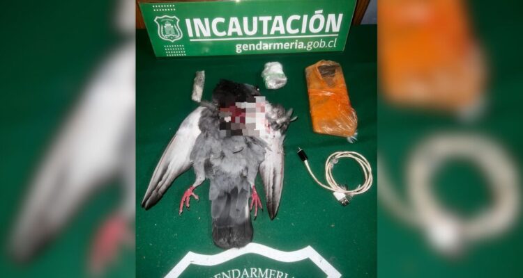 Desconocido lanzó paloma muerta a cárcel de Victoria con celular y marihuana en su interior