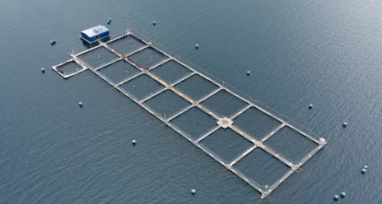 Los Lagos: finalizan emergencia que produjo la mortandad de 1.500 toneladas de salmones en Cochamó