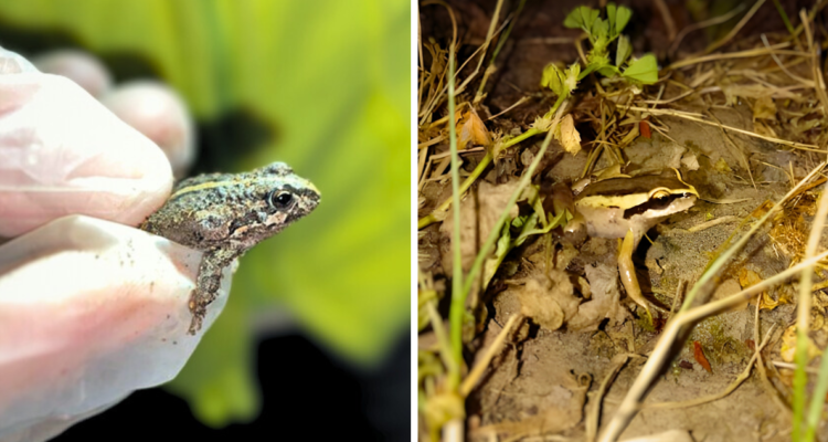 Relocalizan a 60 ranitas de antifaz por obras del Puente Industrial en San Pedro de la Paz