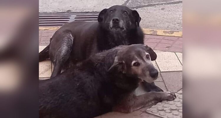 Estaban enterrados: confirman hallazgo de perros comunitarios desaparecidos en el centro de Valdivia