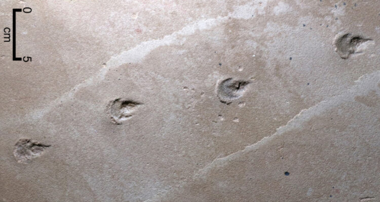 Huellas de hace 135 millones de años revelan nueva especie de dinosaurio: el “Farlowichnus rapidus”