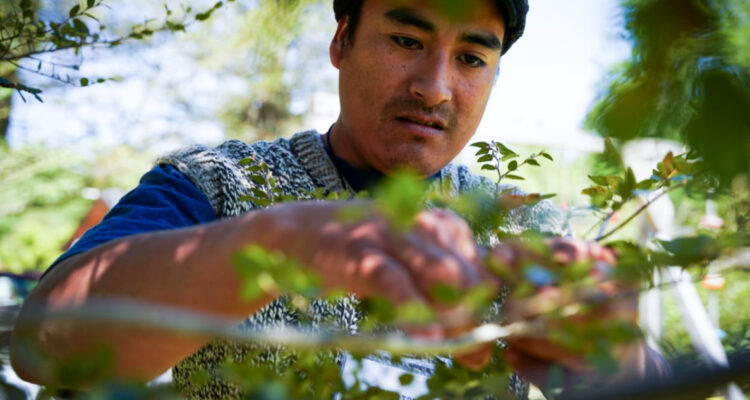 Indap anuncia financiamiento de $580 millones para proyectos sustentables de jóvenes rurales