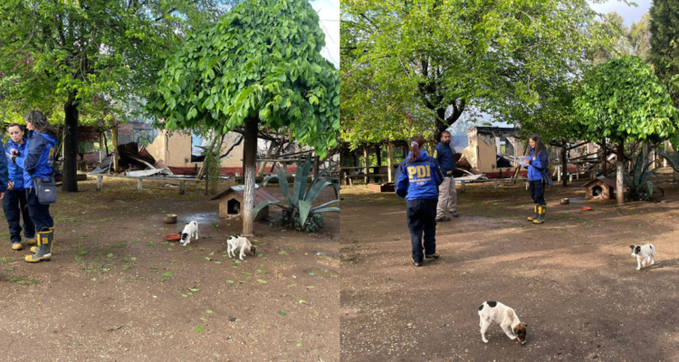 Ataque incendiario deja una casa patronal y bodega destruida en Los Sauces