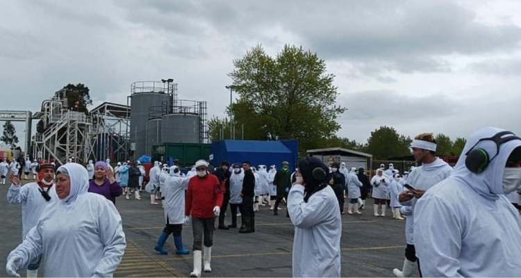 Suspenden planta Salmones Aysén por fuga de amoniaco en Puerto Montt: hay 8 trabajadores intoxicados