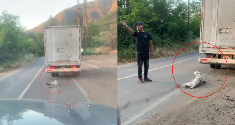 Denuncian grave maltrato animal en La Calera: perro fue arrastrado por camión en carretera