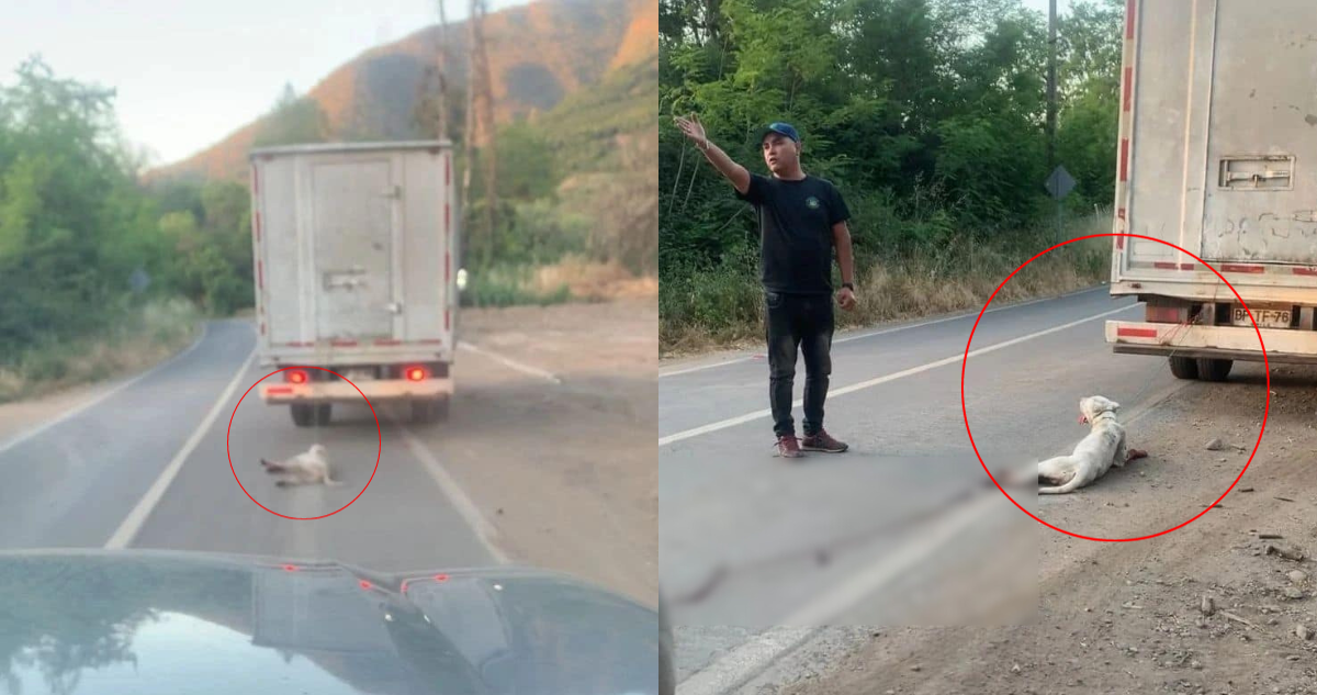 Denuncian grave maltrato animal en La Calera: perro fue arrastrado por camión en carretera