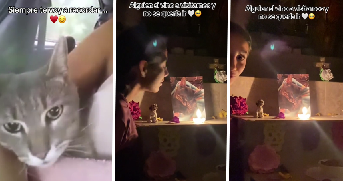 Gatito “visita” a su familia en día de muertos