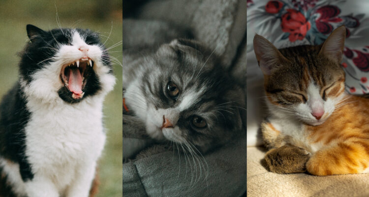 Científicos descubren que los gatos tienen casi 300 expresiones faciales diferentes