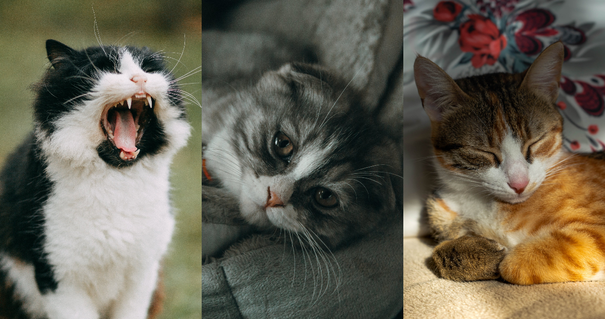 Científicos descubren que los gatos tienen casi 300 expresiones faciales diferentes