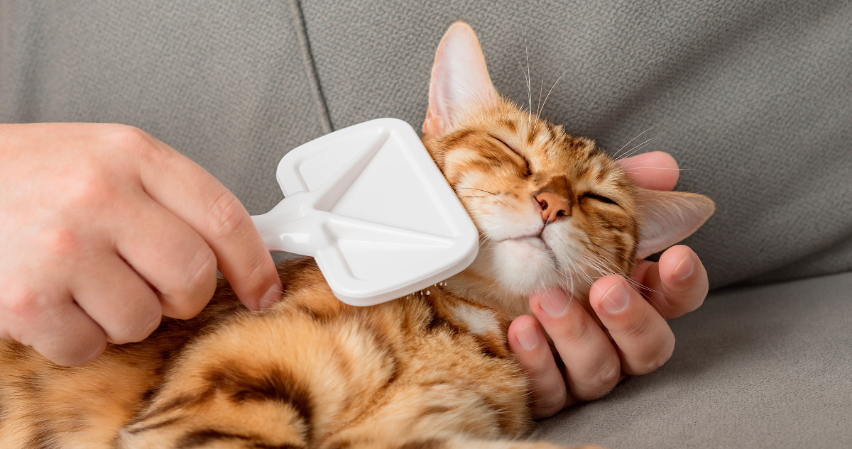 Master Cat