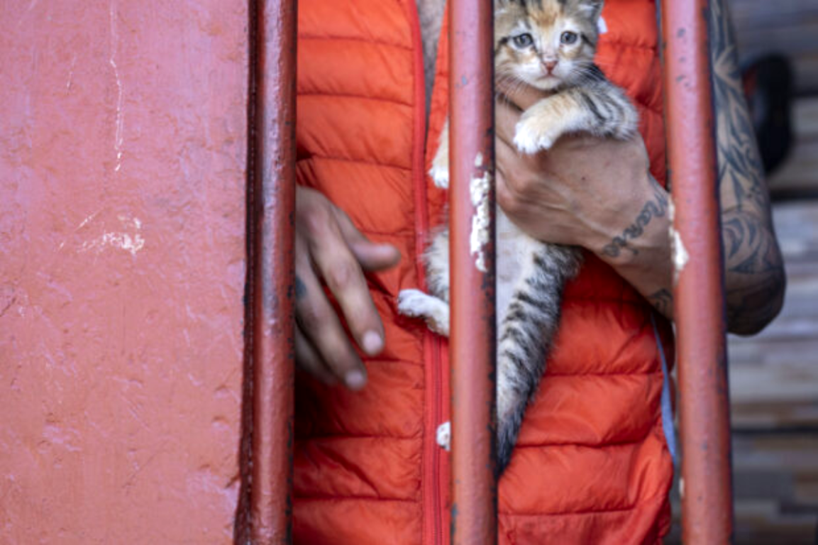 En un principio, los gatos de prisión en Centro de Detención de Santiago Sur, fueron llevados para controlar la plaga de ratones