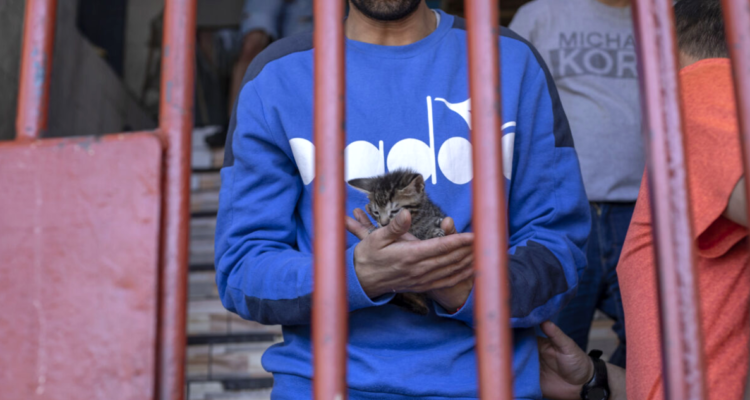 “Gatos de prisión”: la cárcel chilena donde los ‘michis’ cazan ratones y reinsertan reos