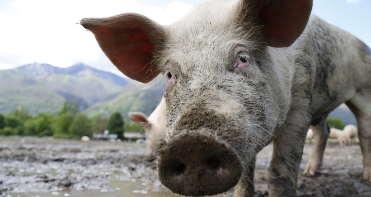 Reino Unido detecta el primer contagio en humano de la gripe porcina H1N2