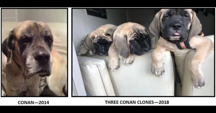 La historia de Conan, el perro clonado de Javier Milei: ¿En qué consiste este polémico procedimiento?