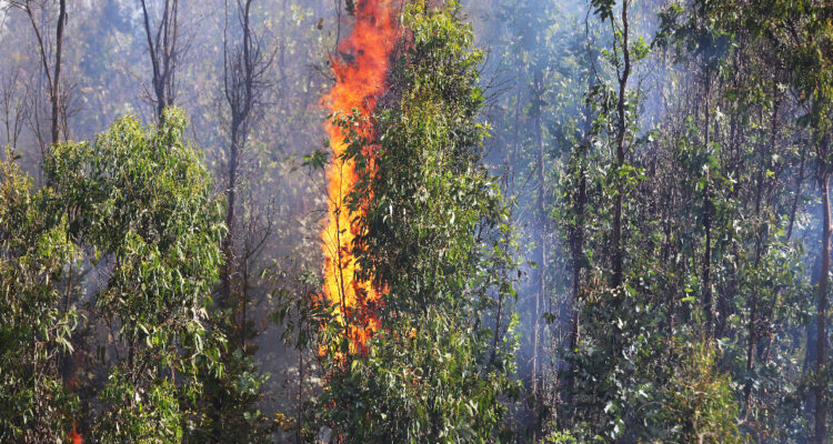 Pymes madereras acusan a Gobierno de impulsar proyecto que no protege ni apoya a víctimas de incendios