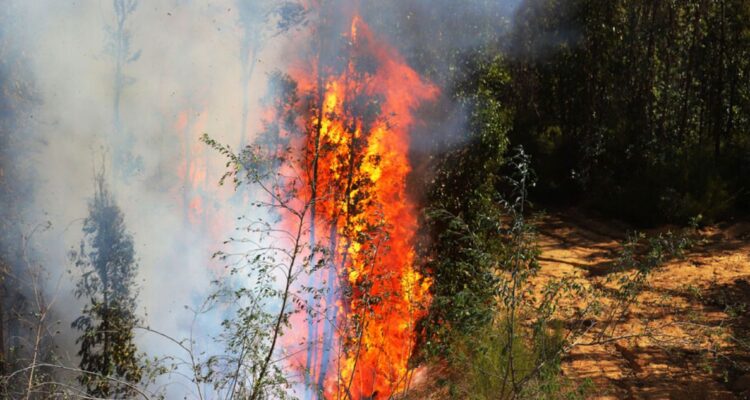 Incendio forestal en región de O´Higgins ha consumido más de 280 hectáreas: evacuán a vecinos