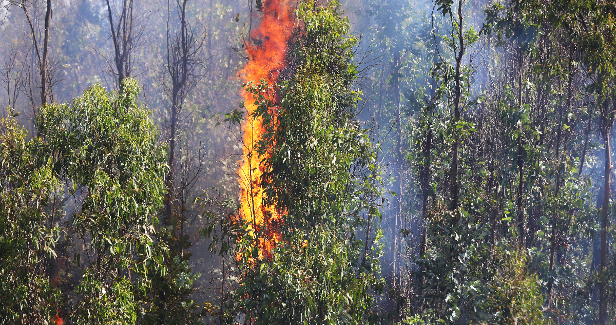 Pymes madereras acusan a Gobierno de impulsar proyecto que no protege ni apoya a víctimas de incendios