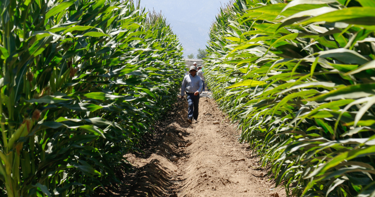 Indap lanza Programa de Fertilización Racional en Maíz y entrega incentivos a productores de Maule