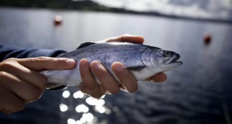 Representante de la industria salmonera pide más apoyo del Estado Con lo que tenemos no alcanza