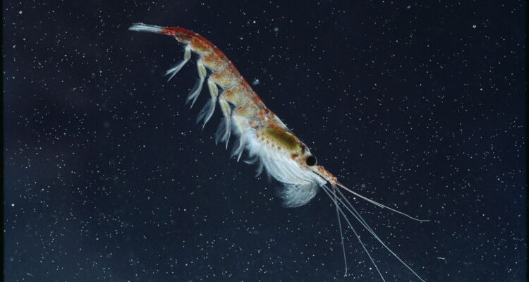 Científicos crearon modelo para proteger el krill y representarán a Chile en competencia internacional