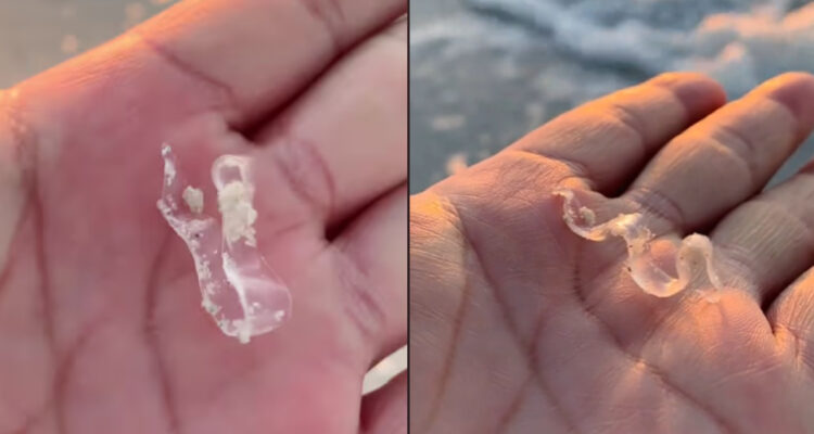 No es un plástico en la playa, es una larva de pez.