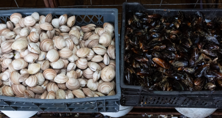 eventual marea roja en puerto montt