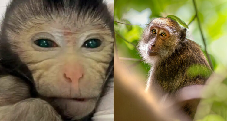 Científicos chinos logran con éxito el primer nacimiento con vida de un mono “quimera”