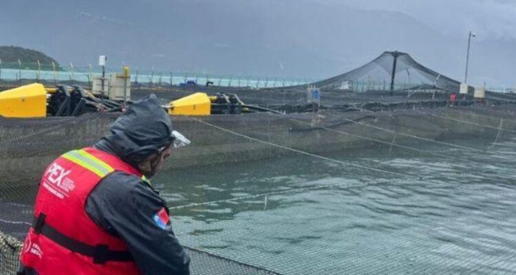 Mortalidad masiva de salmones