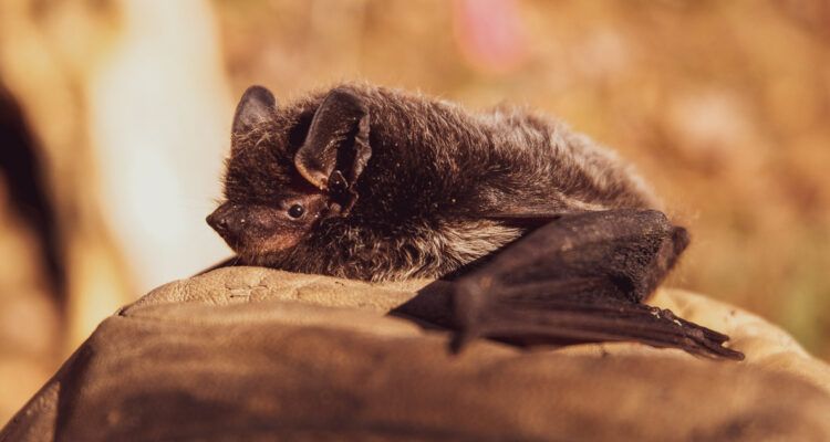 Expertos captan por primera vez a un mamífero que se aparea sin penetración: ¿Cómo lo hace?