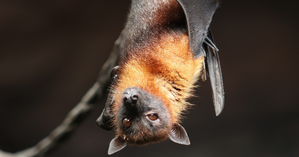confirman murciélago con rabia en illapel
