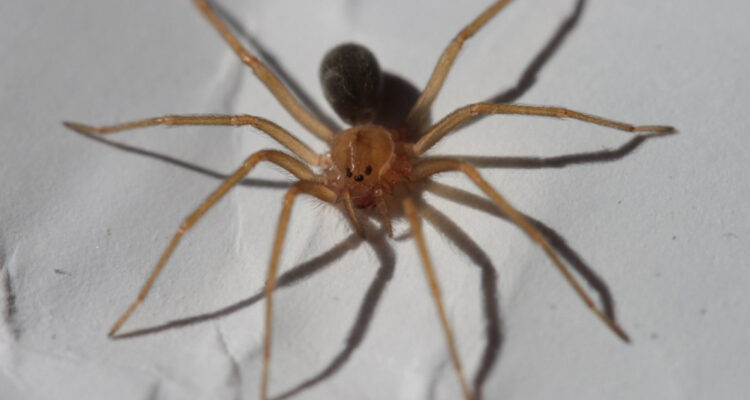 Niño de 9 años estuvo 10 días internado en Perú tras ser mordido por araña ‘idéntica’ a la de rincón