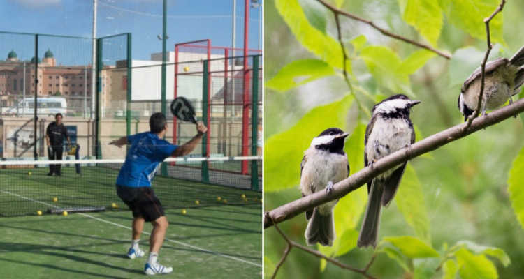 Pádel estaría matando aves