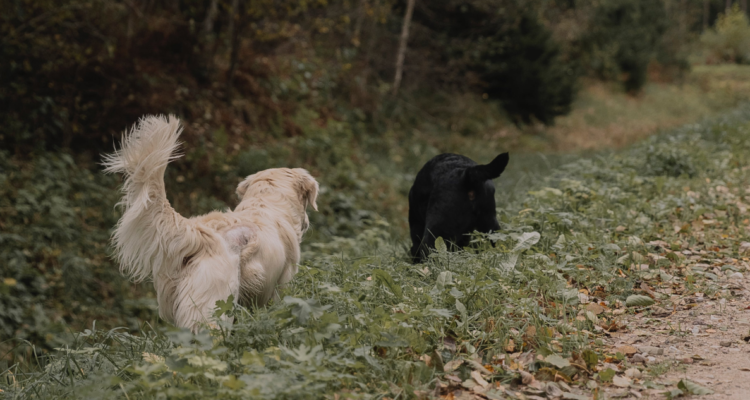 perros asilvestrados