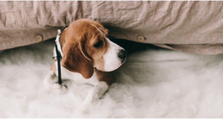 Perros beagle son modificados genéticamente para estudiar el autismo