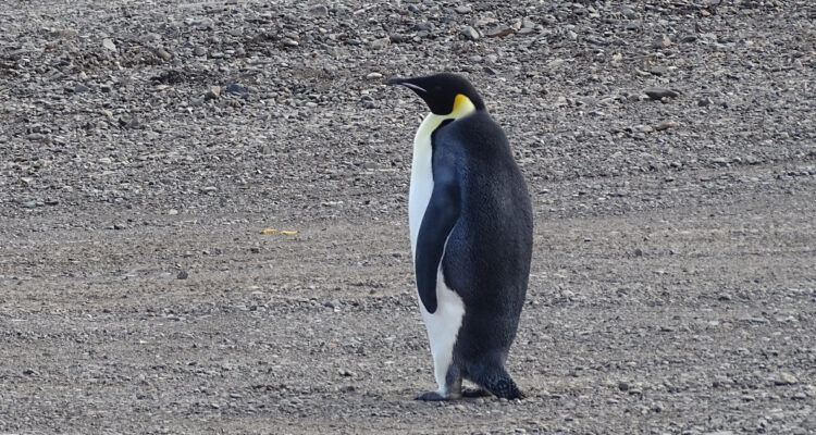 Advierten que el deshielo en la Antártica pone en peligro la reproducción del pingüino emperador
