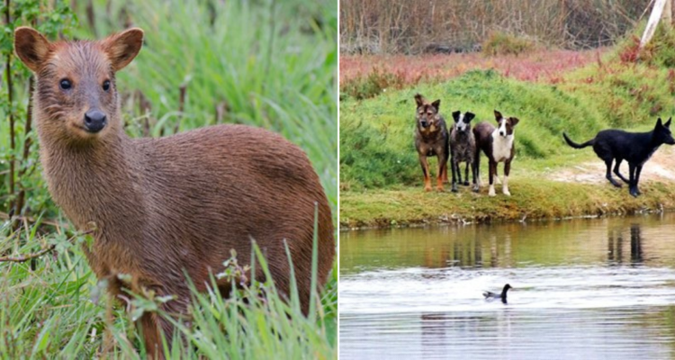 Pudú muerta por ataque de perros