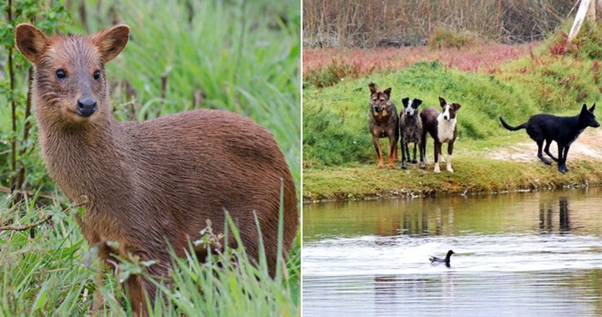Pudú muerta por ataque de perros