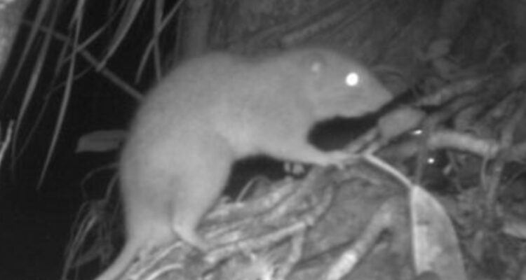 Captan por primera vez imágenes de una rara especie de rata gigante que rompe cocos
