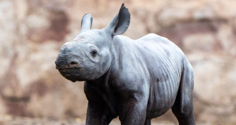 Captan el nacimiento de uno de los mamíferos más raros del planeta: quedan pocos ejemplares